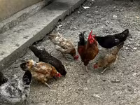 Chickens — 5. fotó