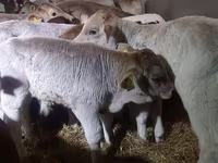 Bik, Simmental cattle — fotografija 4