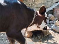 بقرة, Simmental cattle — الصورة 2