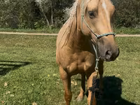 Cavalla, Quarter Horse — foto 2