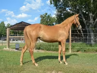 Klisna, Rocky Mountain Horse — foto 3