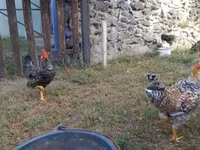 Japonský bantam — foto 8