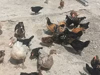 Ducks — foto 2