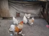 Brahma — Foto 1