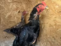 Chickens — 사진 1