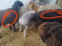Koç, Rhon sheep — foto 3
