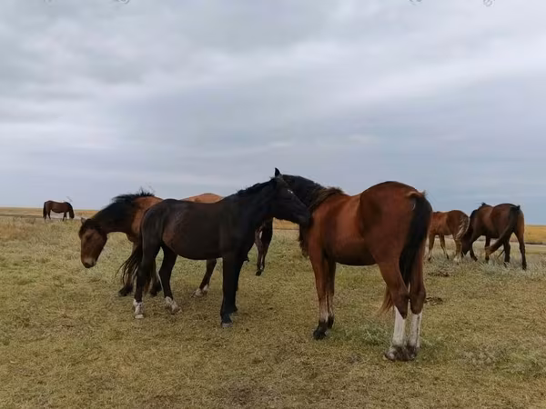 Horse (M), Horses