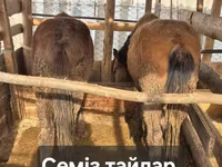 Kuh, Simmental cattle — Foto 4