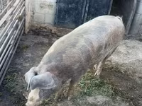Eber, Schweine — Foto 1