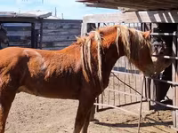ፈረስ, Horses — ፎቶ 1