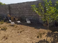 Chickens — รูปภาพ 1