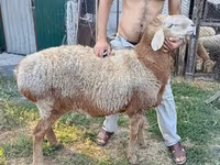 Widder, Rhon sheep — Foto 4