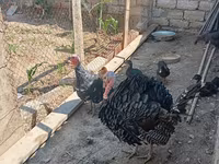 Turkeys — foto 4
