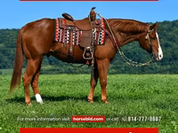 ม้าตัวผู้, Quarter Horse — รูปภาพ 1