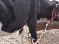 Vacă, Bovine — foto 2