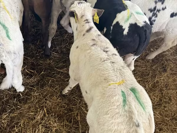 ወንድ በሬ, Cattle