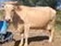암소, Latvian Blue cattle — 사진 4