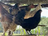 Chickens — foto 3