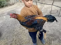 Chickens — fotografija 1