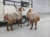 كبش, الأغنام — الصورة 4