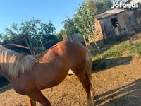 Kuda betina, Hungarian horse breed — foto 2