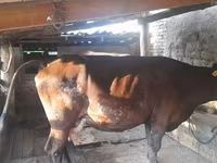 گائے, Swiss cattle — تصویر 1