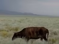 Vacă, Bovine — foto 2