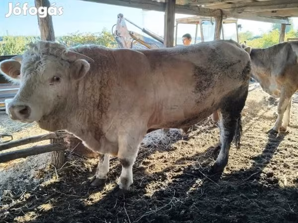 วัวตัวผู้, Charolais cattle