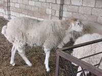 گاو نر, Russian Black pied cattle — عکس 3