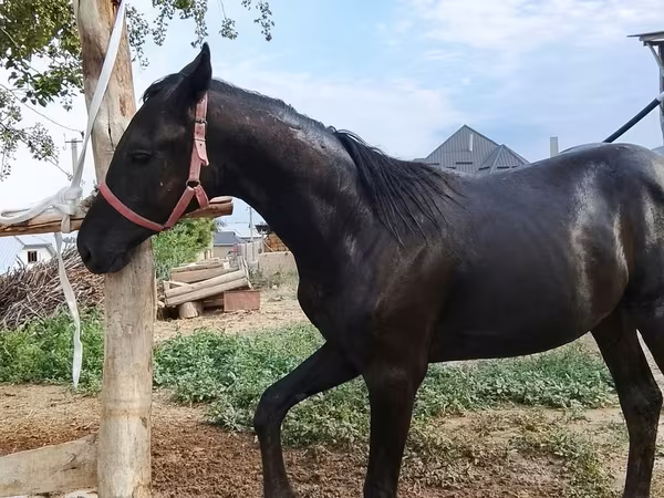 Horse (M), Horses — Kyrgyzstan