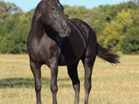 Kuda betina, Quarter Horse — foto 4