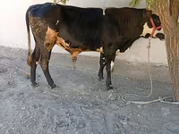 گاو نر, Russian Black pied cattle — عکس 2