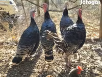 Turkeys — picha 4