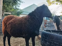 قوچ, Romanov sheep — عکس 3