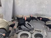 Turkeys — foto 2