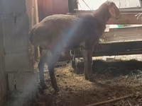 숫양, Rhon sheep — 사진 2