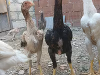 Chickens — foto 5