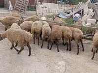 میش, گوسفند — عکس 8