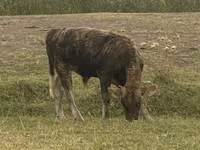 Toro, Bovini — foto 7