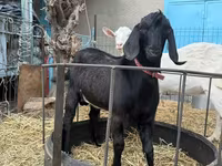 암염소, Beetal goats — 사진 3