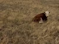 Vacă, Vaca kazahă cu cap alb — foto 8