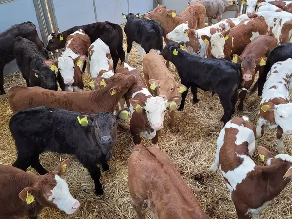 Toro, Bovini