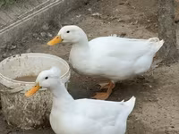 Pekin tedesco — foto 6