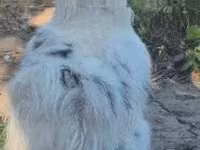 Silkie — foto 5