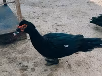Ducks — foto 1