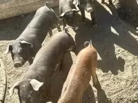 Schweine (Partie, Geschlecht nicht angegeben), Мангалица — Foto 4
