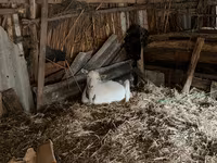 بز ماده, بز — عکس 2