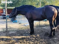 Hingst, Hästar — foto 3