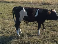 Boğa, Russian Black pied cattle — foto 2