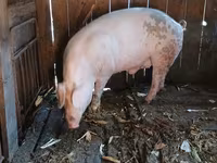 Babi hutan, Pigs — foto 2